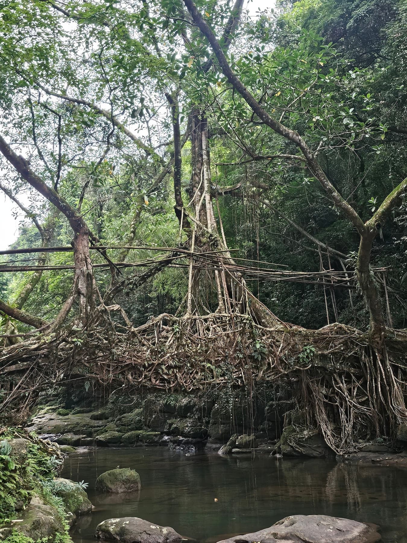 Living Root Bridge